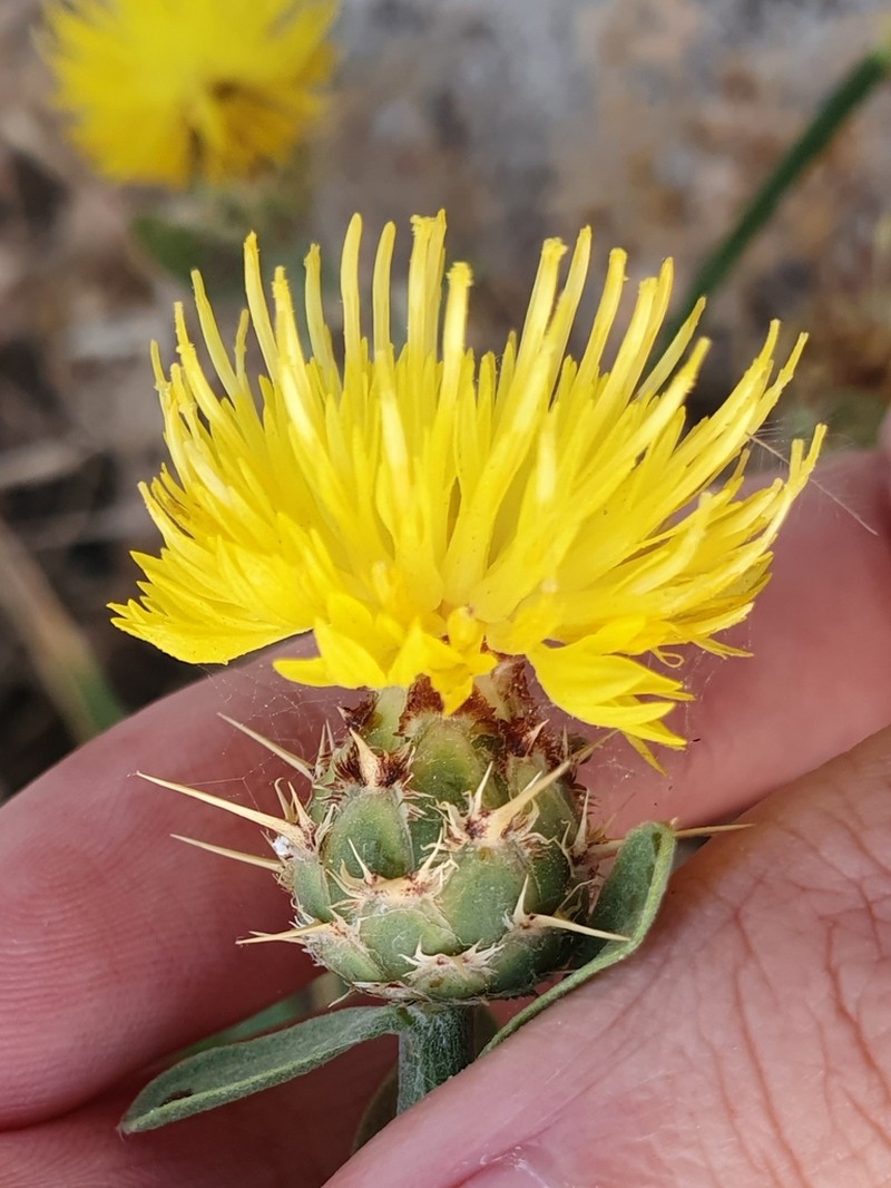 Centaurea sicula