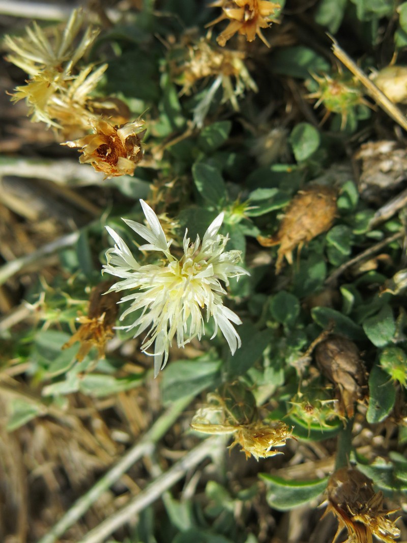 Centaurea sicula photo 3