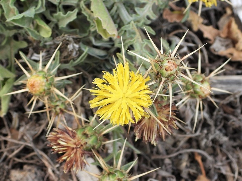 Centaurea sicula photo 4