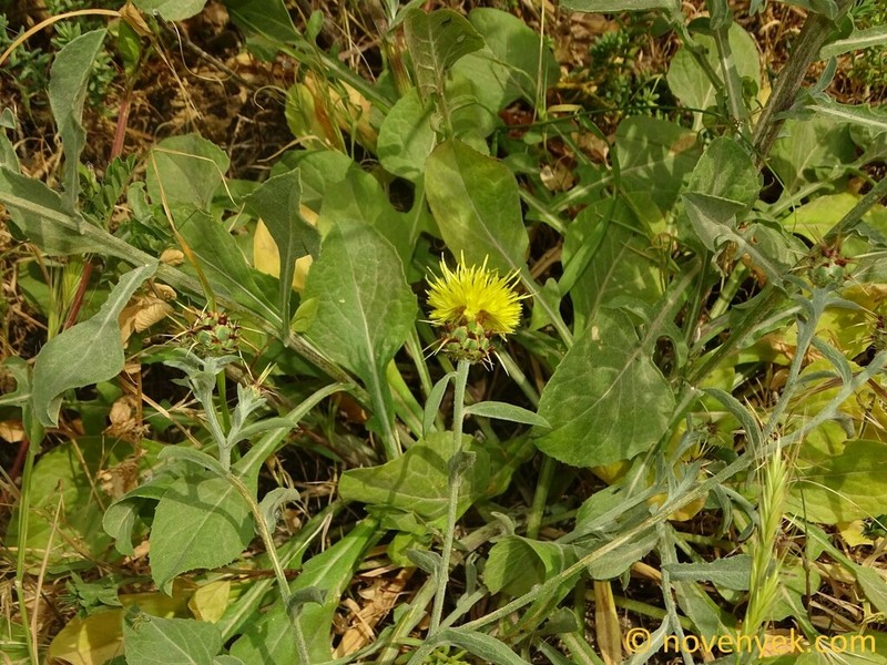 Centaurea sicula photo 5