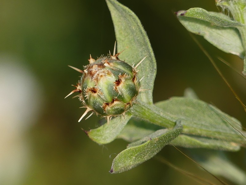 Centaurea sicula photo 6