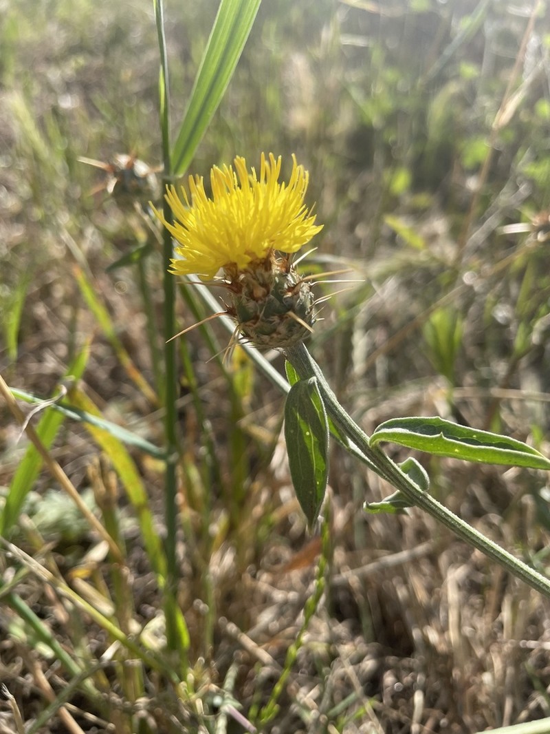Centaurea sicula photo 7