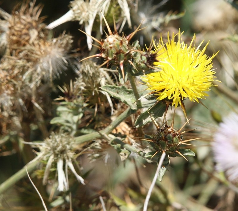 Centaurea sicula photo 8