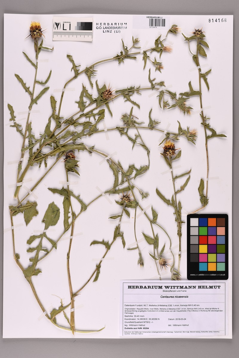 Centaurea sicula subsp. sicula