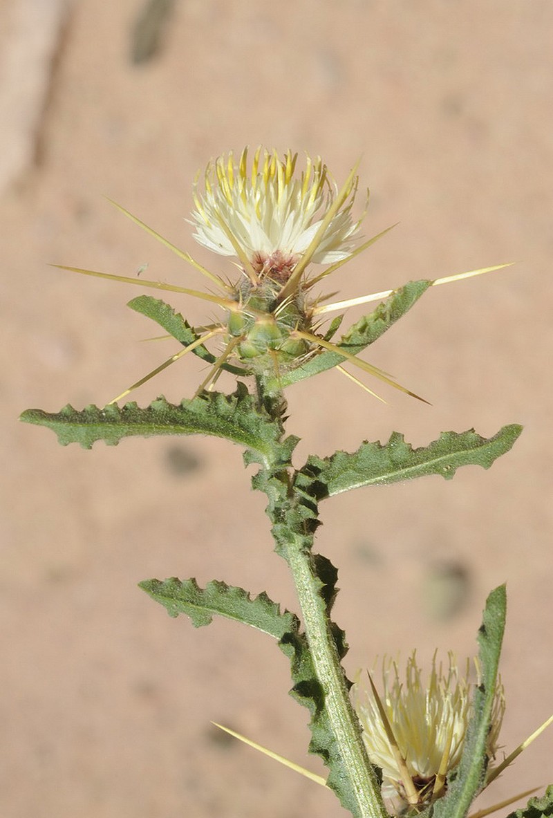 Centaurea sinaica