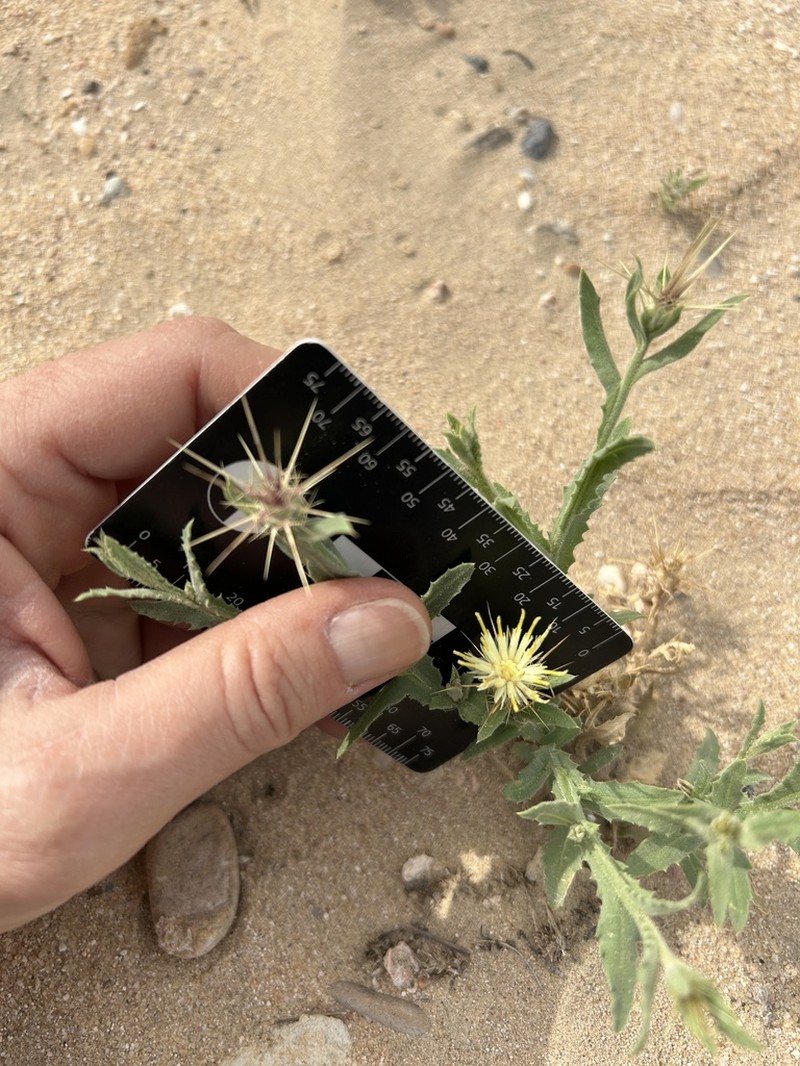 Centaurea sinaica photo 2