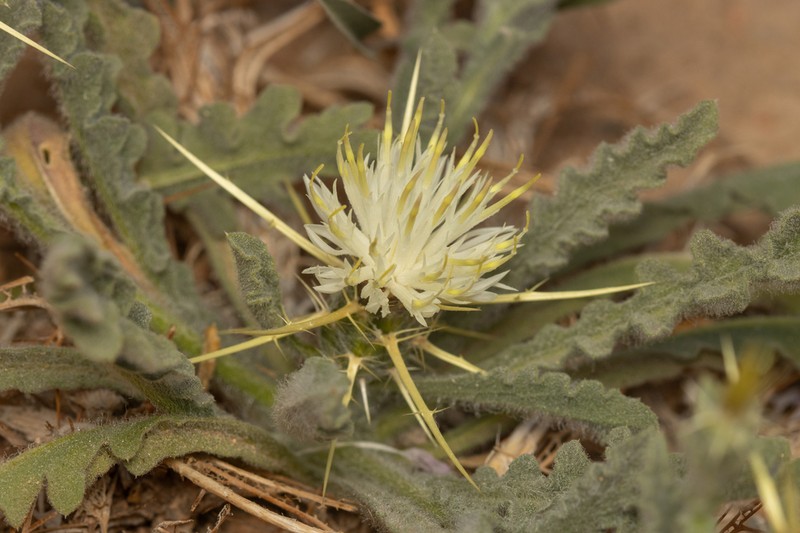 Centaurea sinaica photo 3