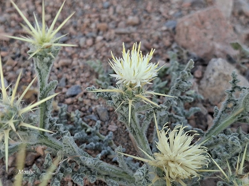 Centaurea sinaica photo 4