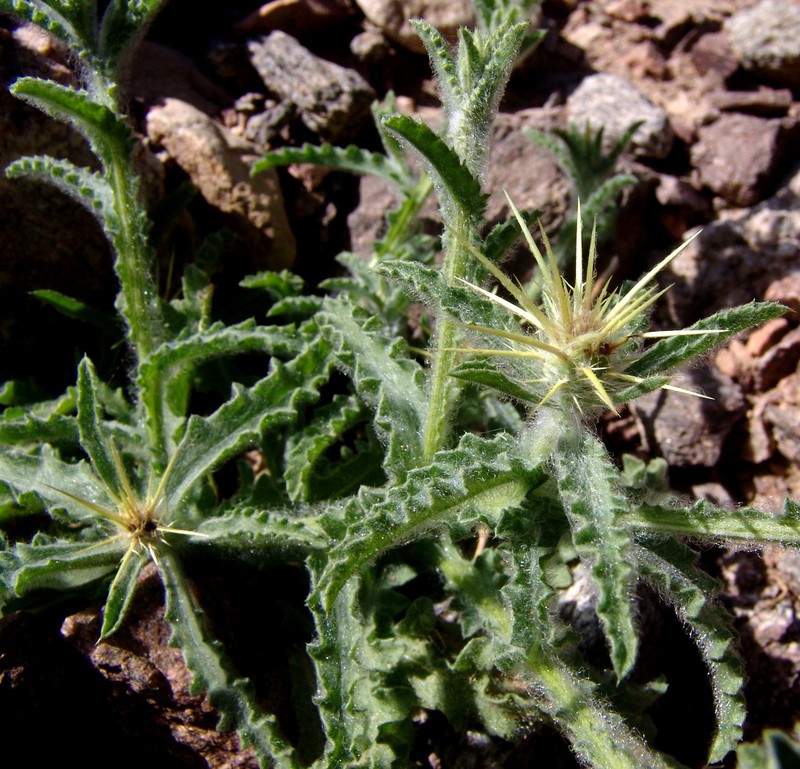 Centaurea sinaica photo 6