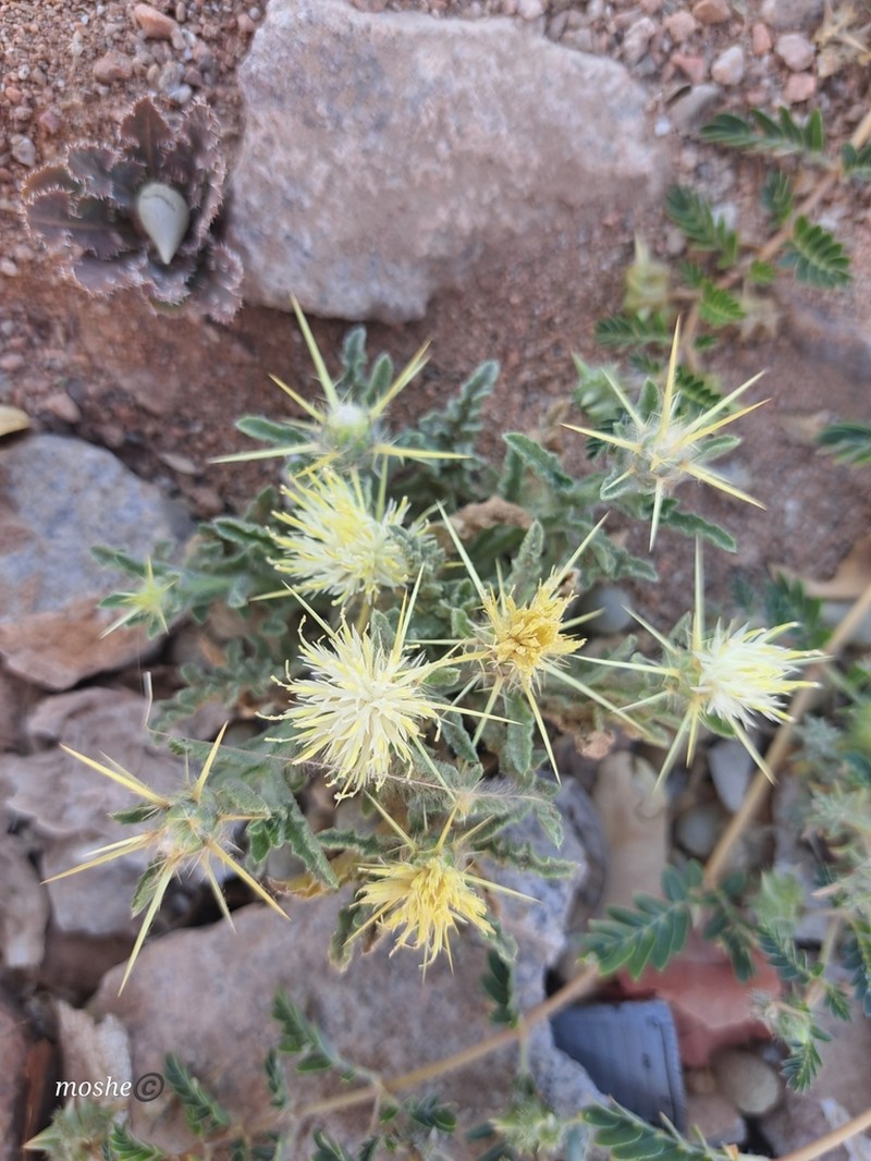 Centaurea sinaica photo 7