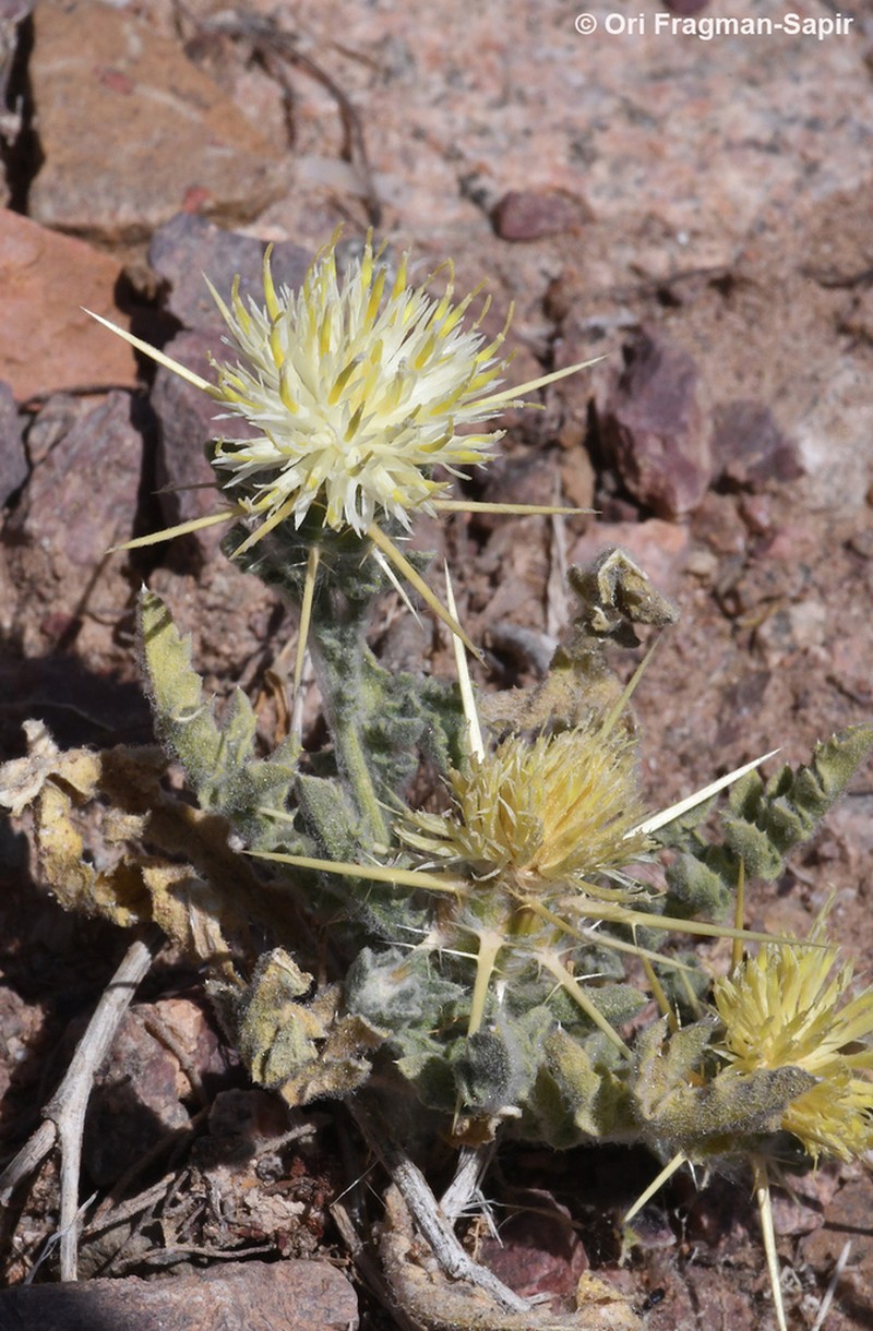 Centaurea sinaica photo 8