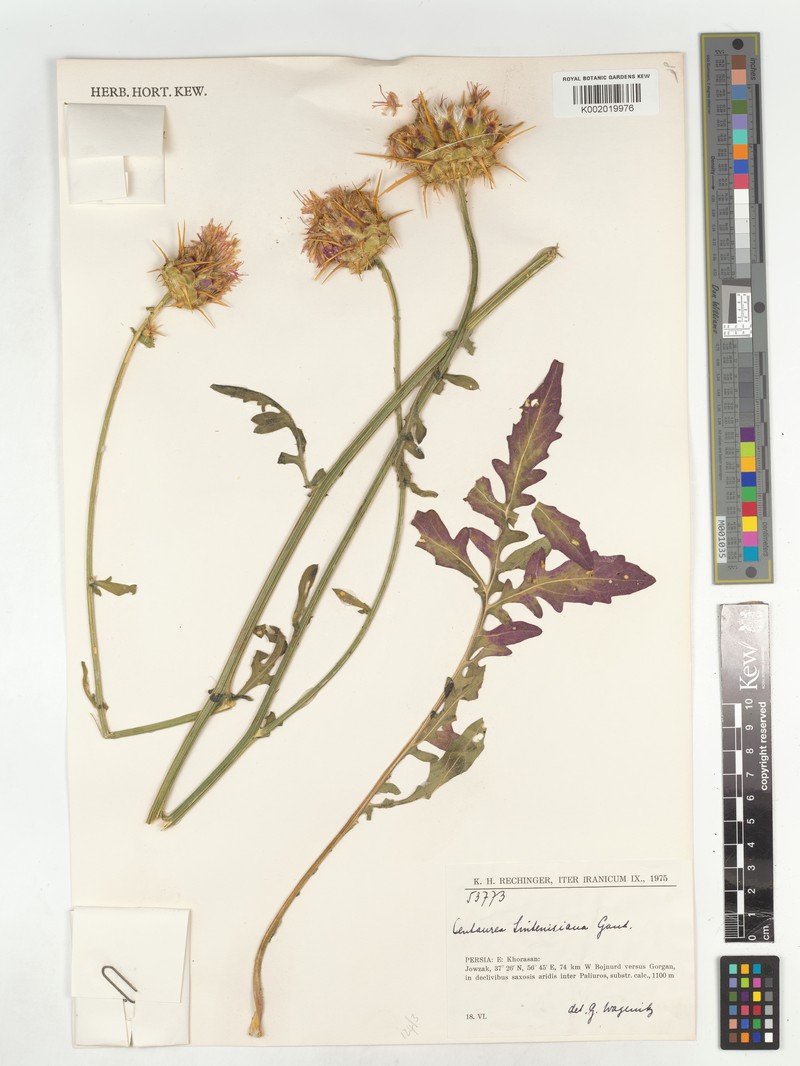 Centaurea sintenisiana