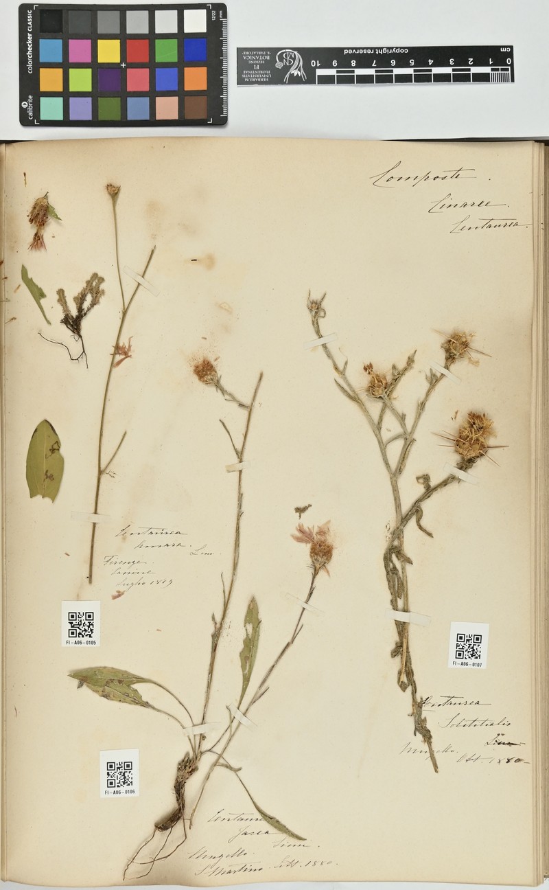 Centaurea solitaria