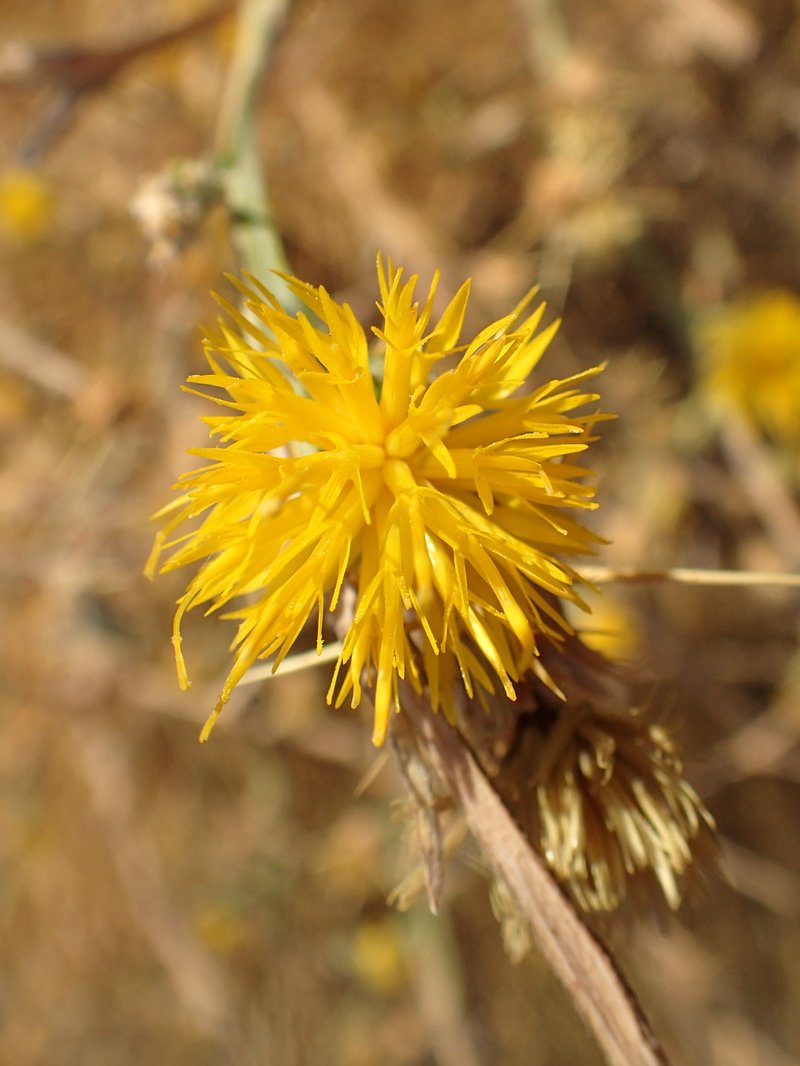 Yellow Star-Thistle photo 2