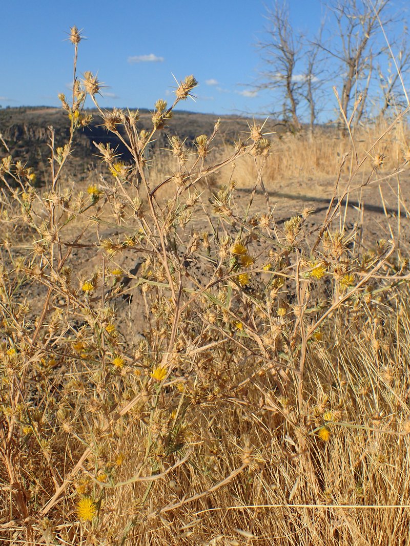 Yellow Star-Thistle photo 3