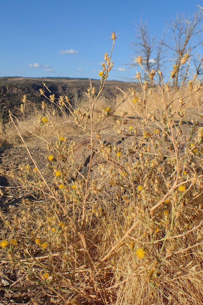 Yellow Star-Thistle photo 4
