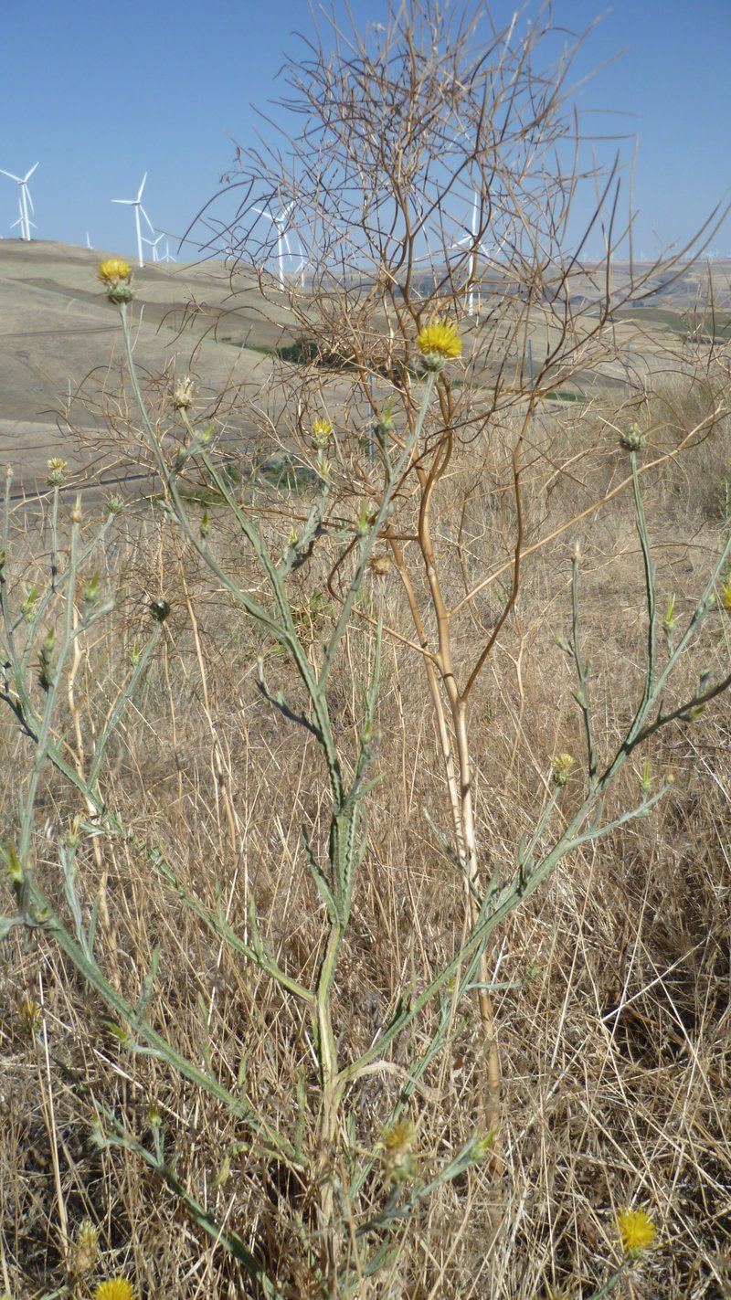 Yellow Star-Thistle photo 5