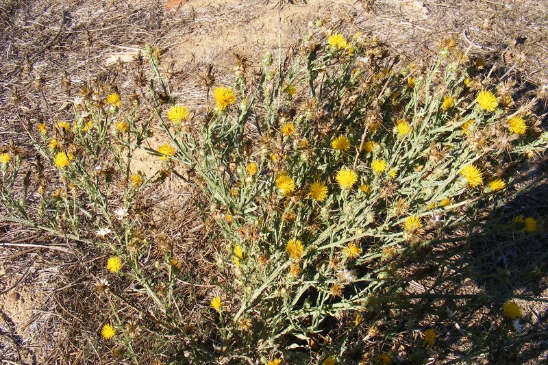 Yellow Star-Thistle photo 6