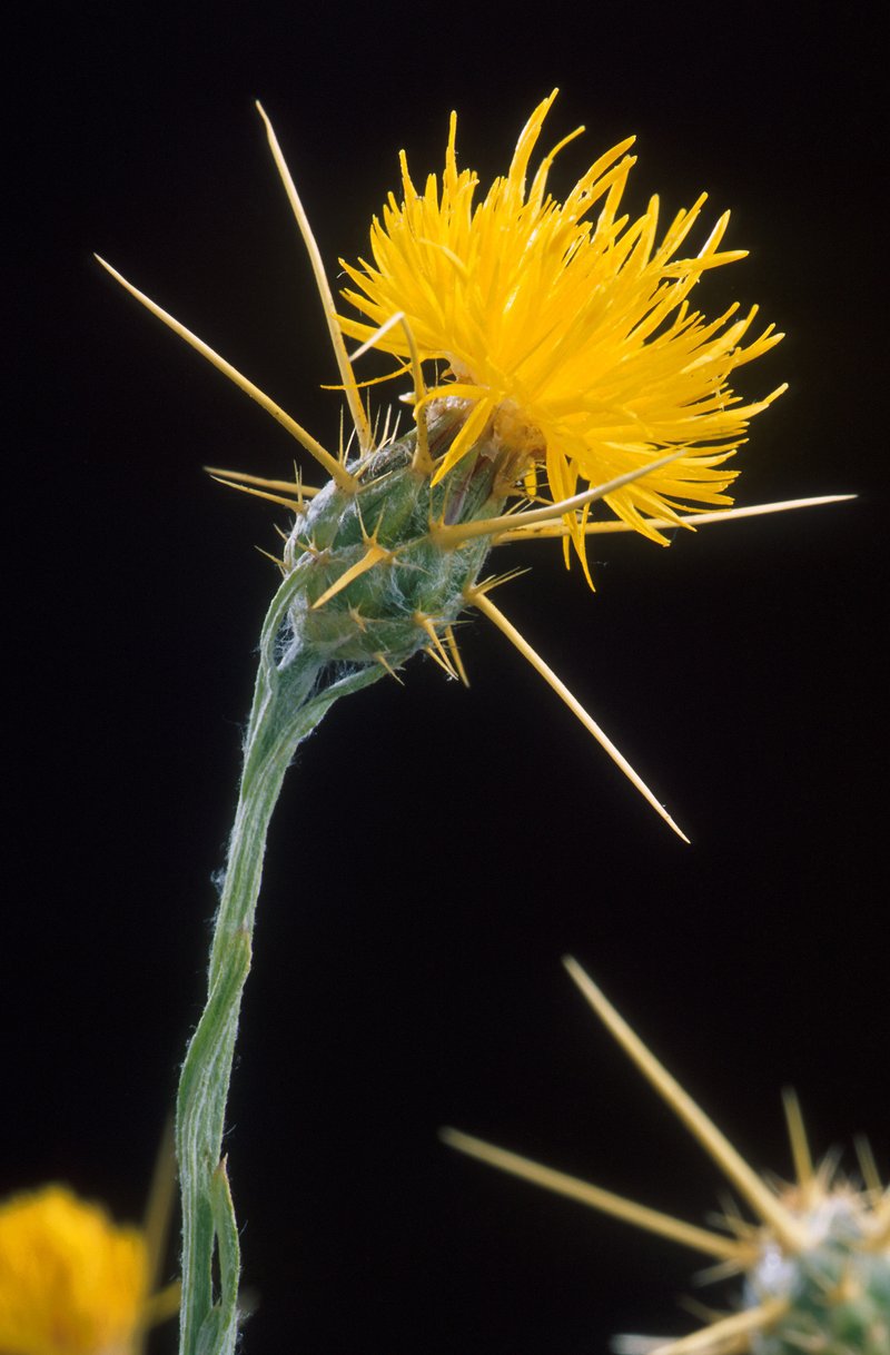 Yellow Star-Thistle