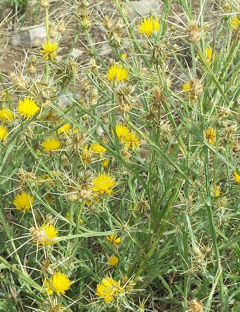 Yellow Star-Thistle photo 7