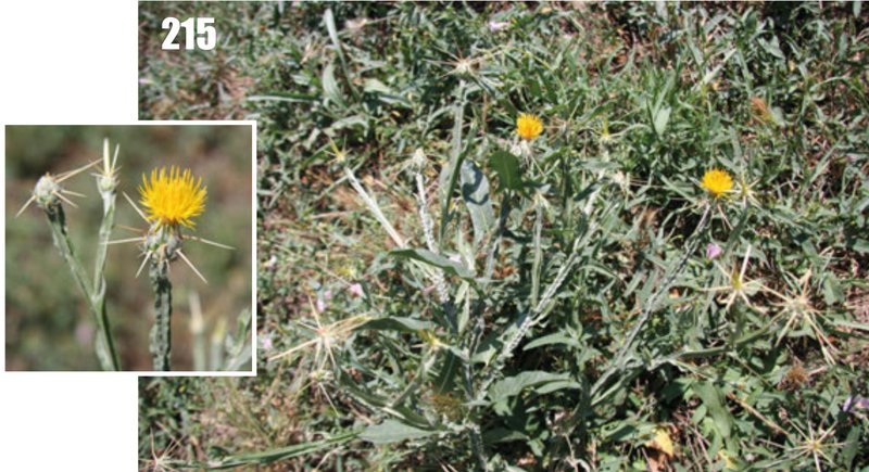 Yellow Star-Thistle photo 8