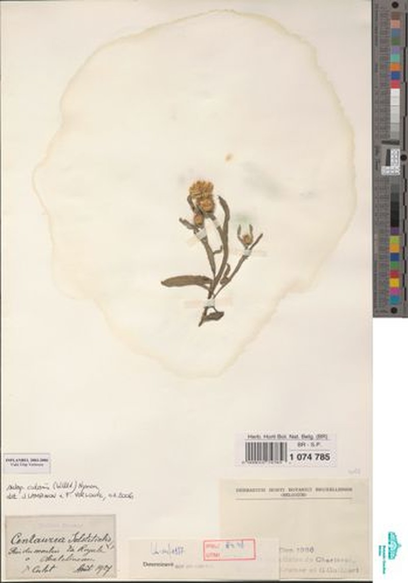 Centaurea solstitialis subsp. adami