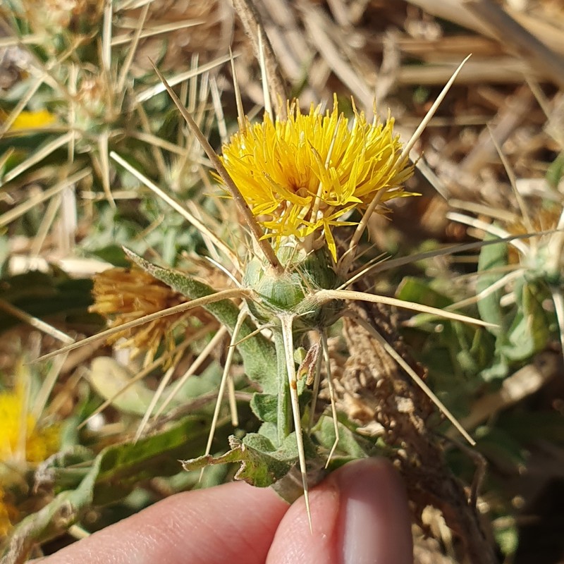 Centaurea solstitialis subsp. schouwii