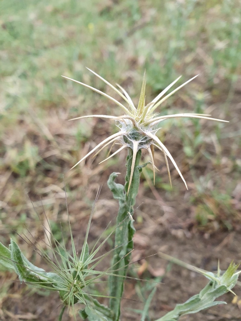 Centaurea solstitialis subsp. schouwii photo 2