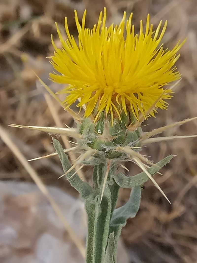 Centaurea solstitialis subsp. schouwii photo 3