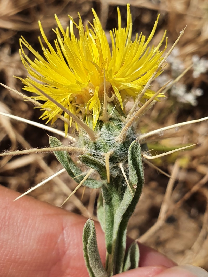Centaurea solstitialis subsp. schouwii photo 4