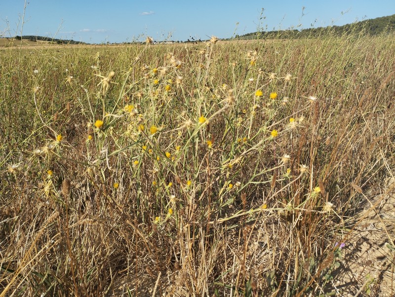 Centaurea solstitialis subsp. solstitialis