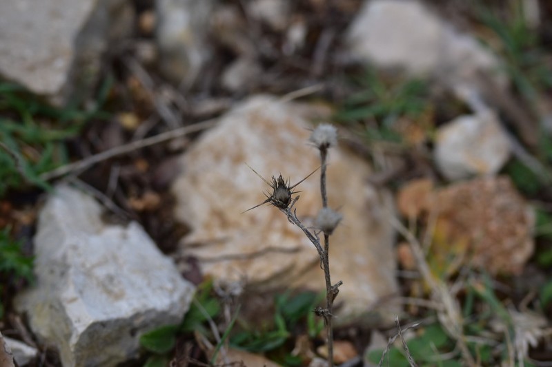 Centaurea solstitialis subsp. solstitialis photo 2