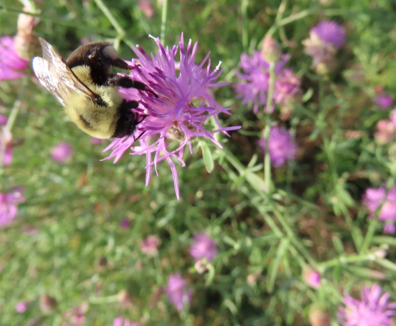 Centaurea sophiae