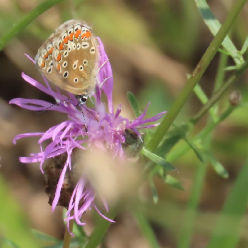 Centaurea sophiae photo 2