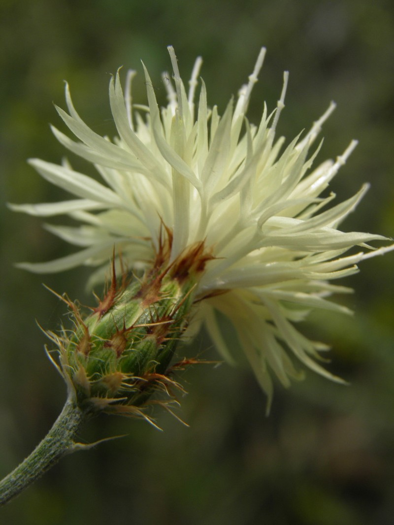 Centaurea soskae photo 2