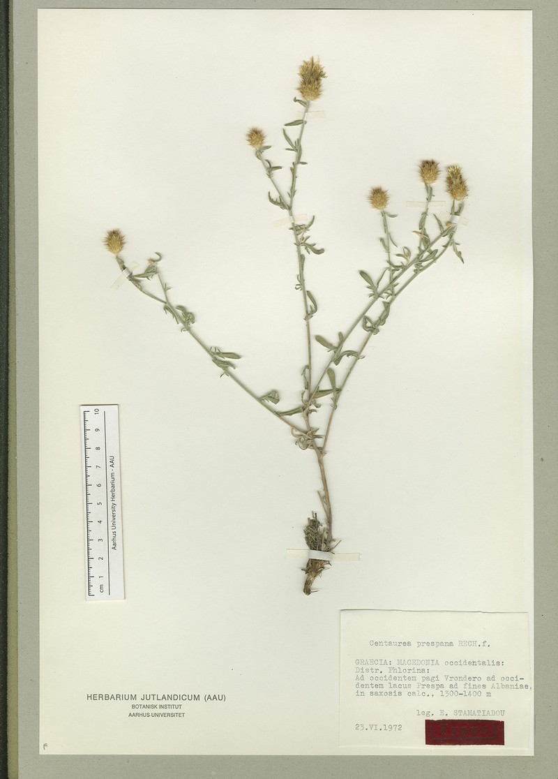 Centaurea soskae photo 4