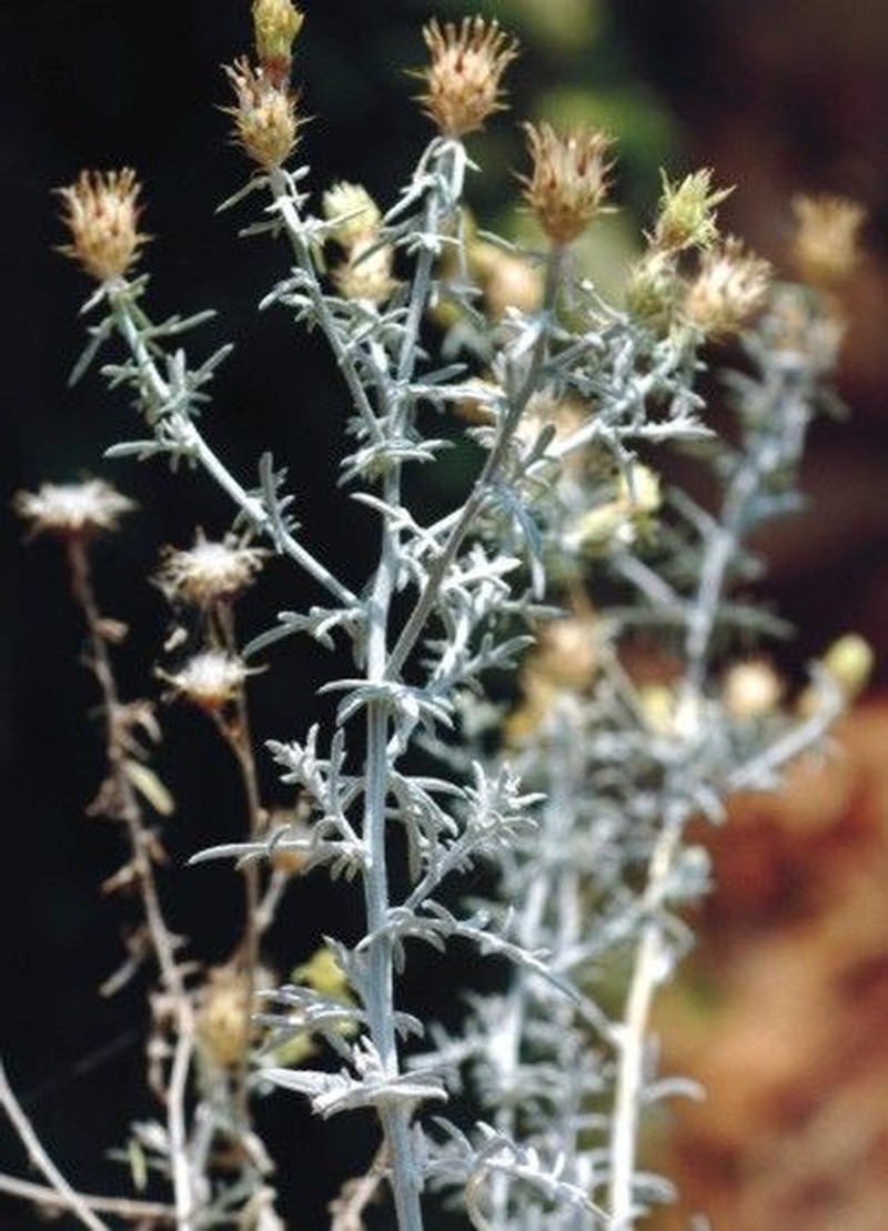 Centaurea soskae