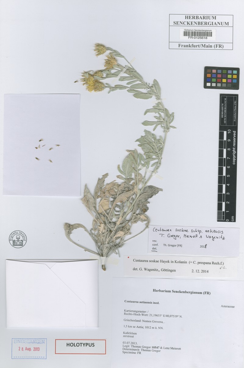 Centaurea soskae subsp. aetiensis