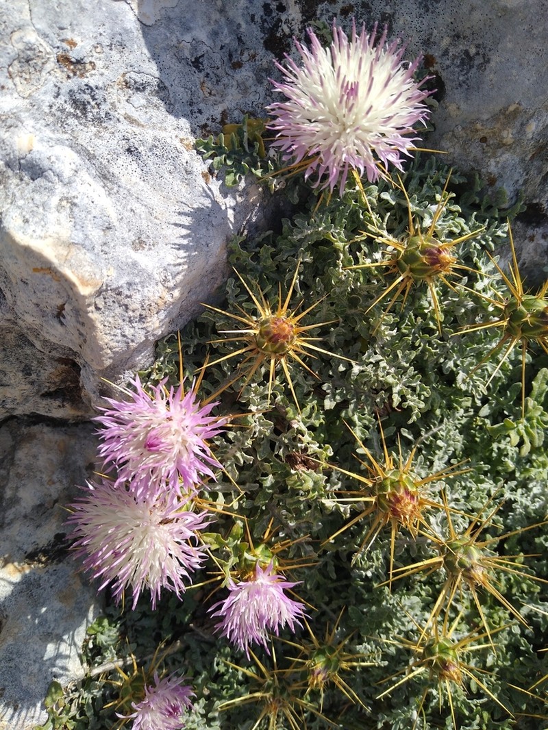 Centaurea speciosa