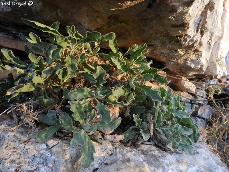 Centaurea speciosa photo 2
