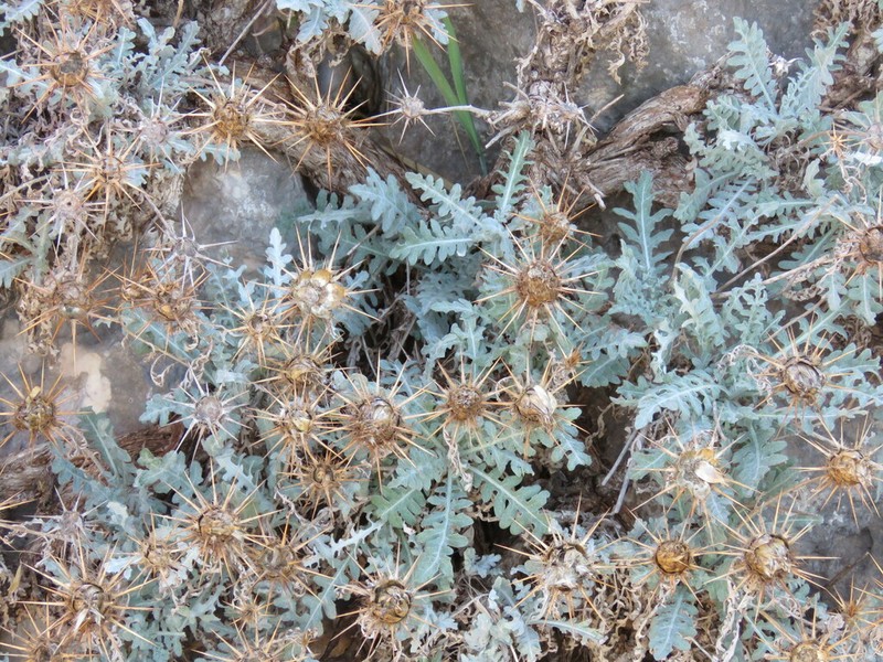 Centaurea speciosa photo 3
