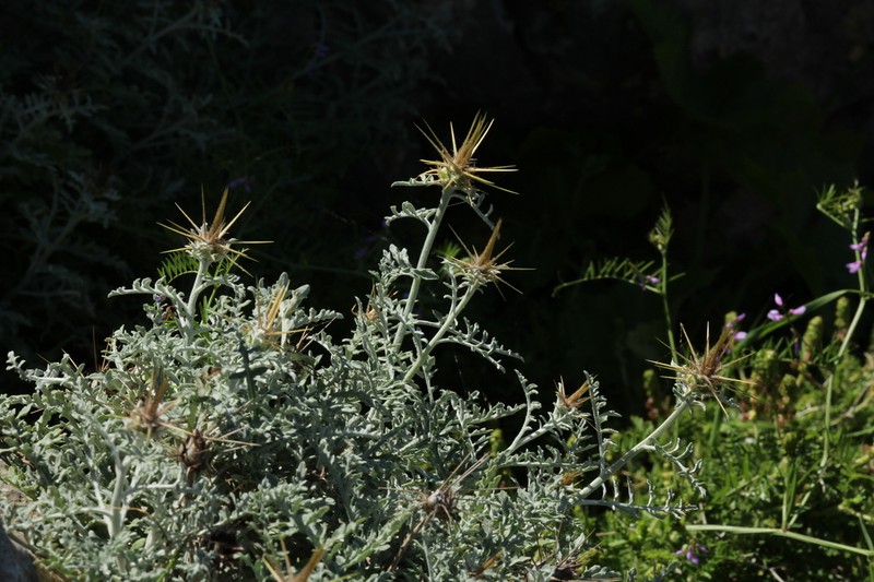 Centaurea speciosa photo 5