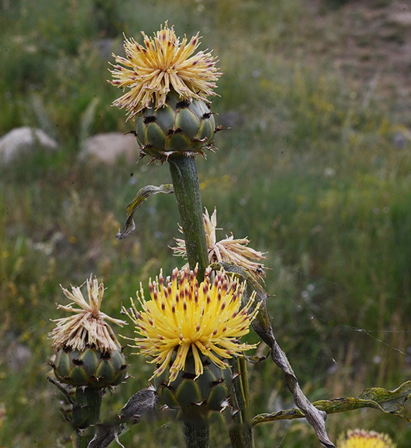 Centaurea spectabilis