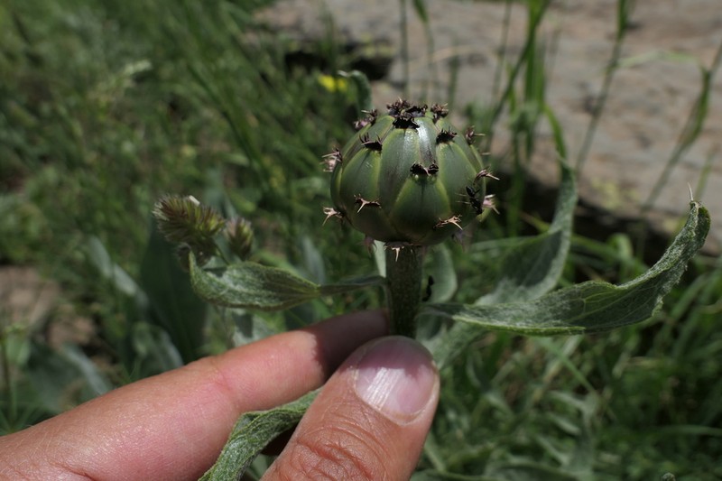 Centaurea spectabilis photo 2