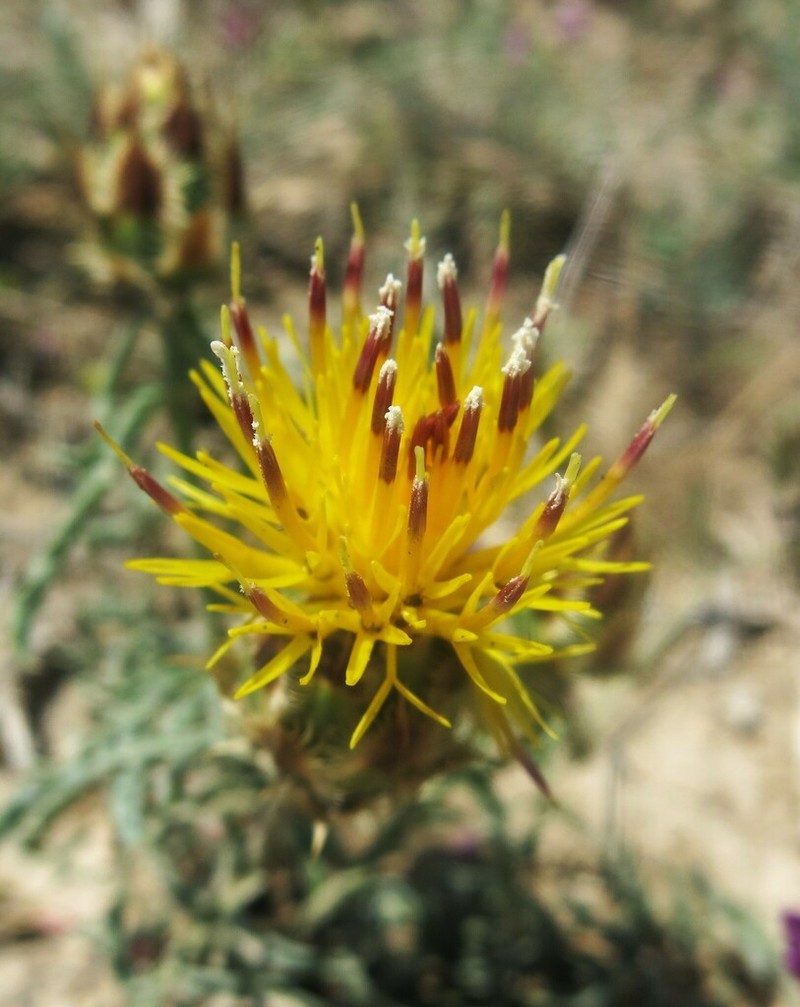 Centaurea spectabilis photo 3