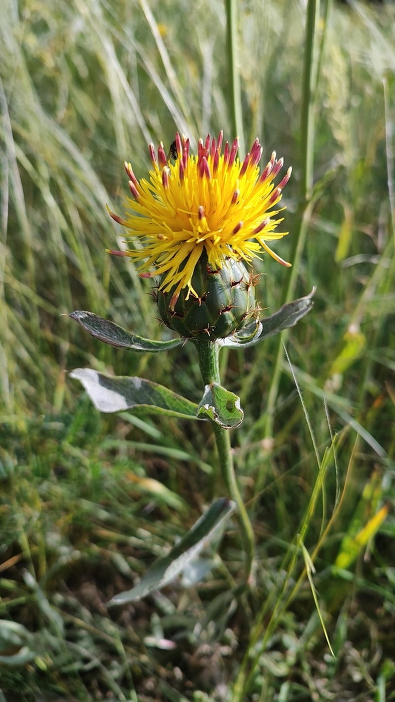 Centaurea spectabilis photo 4