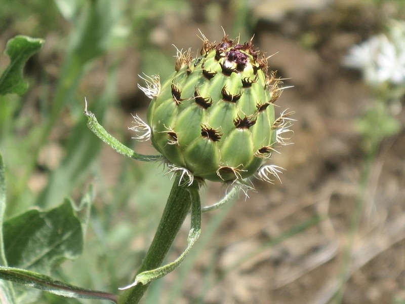 Centaurea spectabilis photo 5