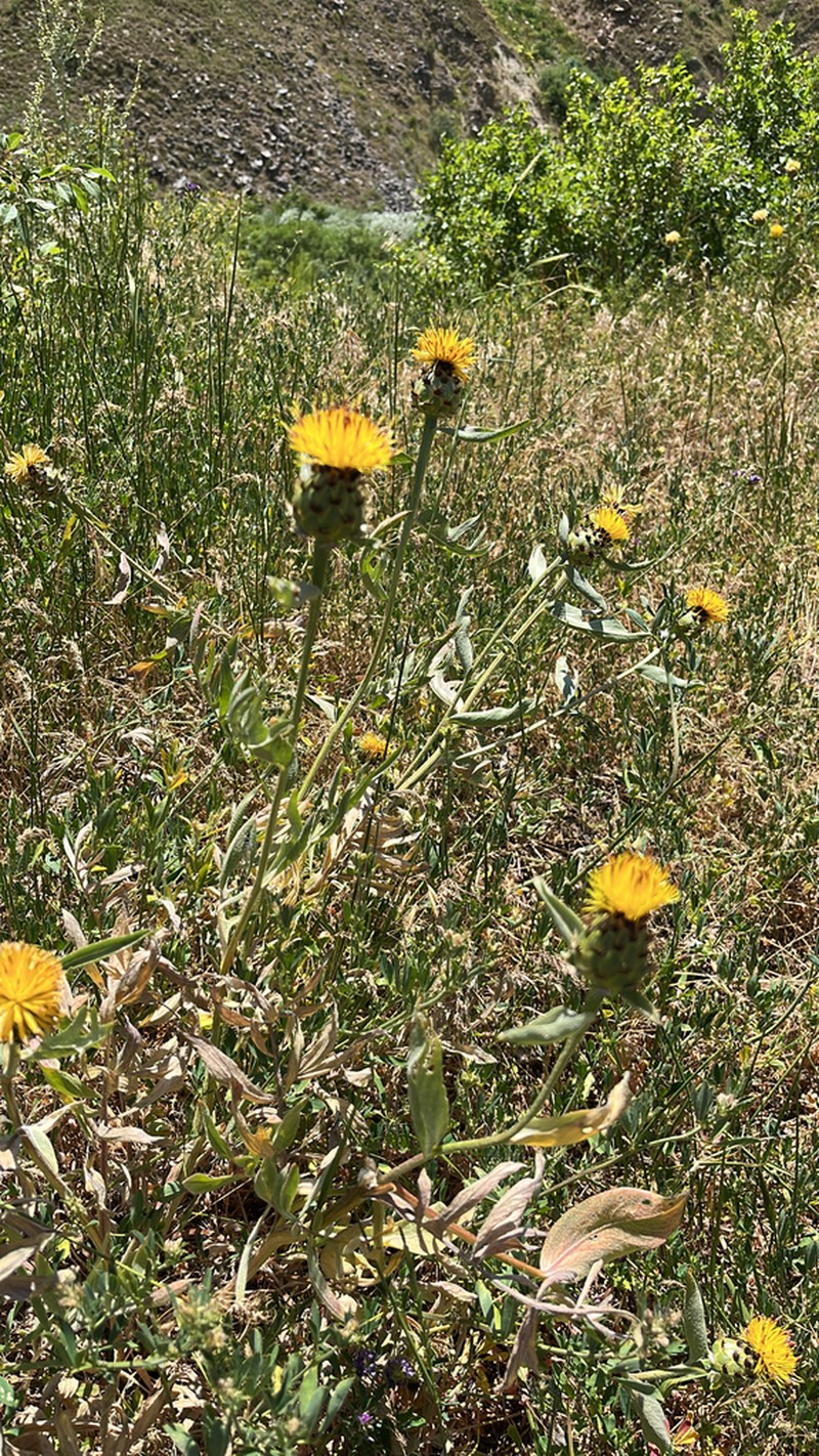 Centaurea spectabilis photo 6