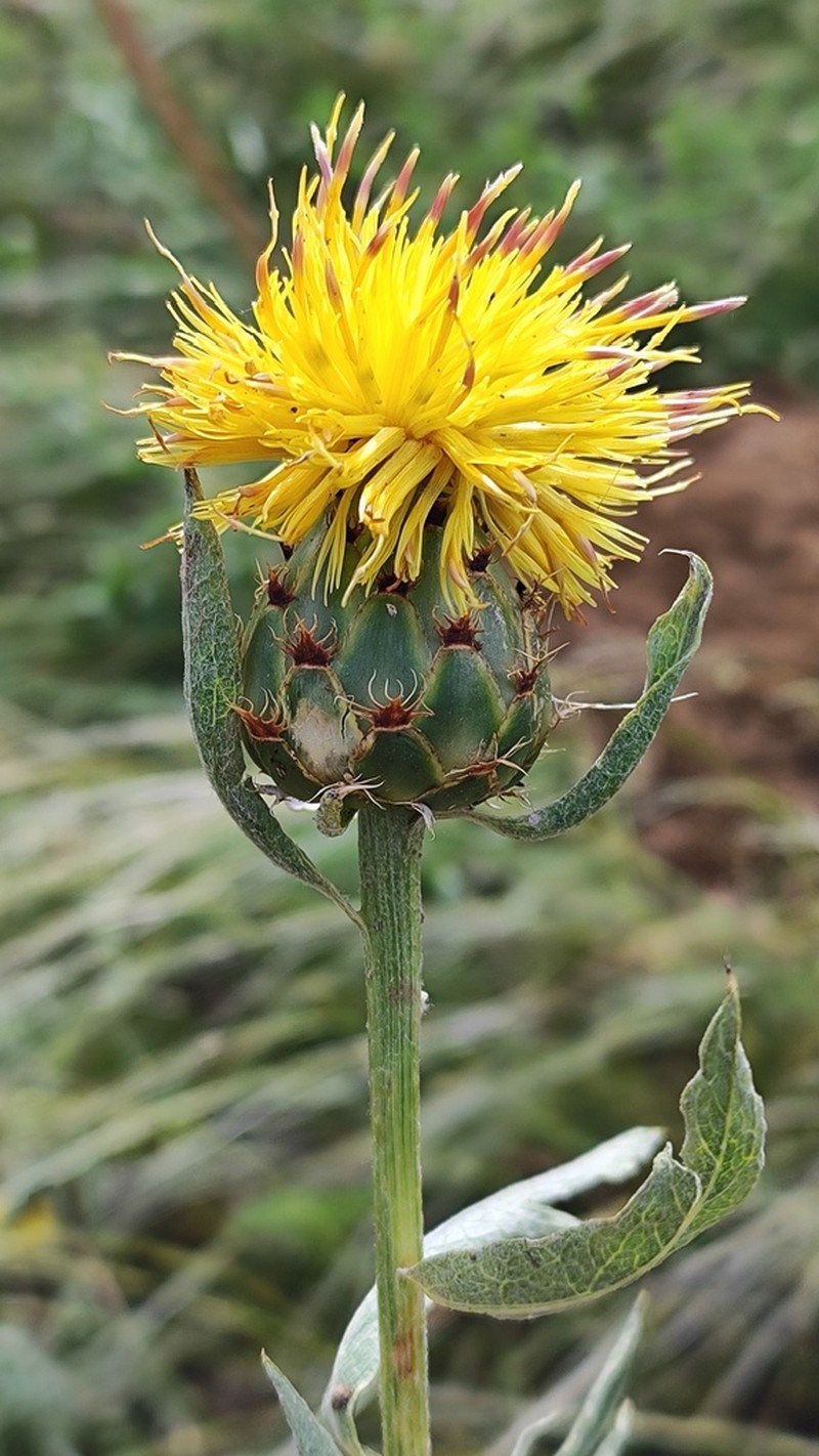 Centaurea spectabilis photo 7