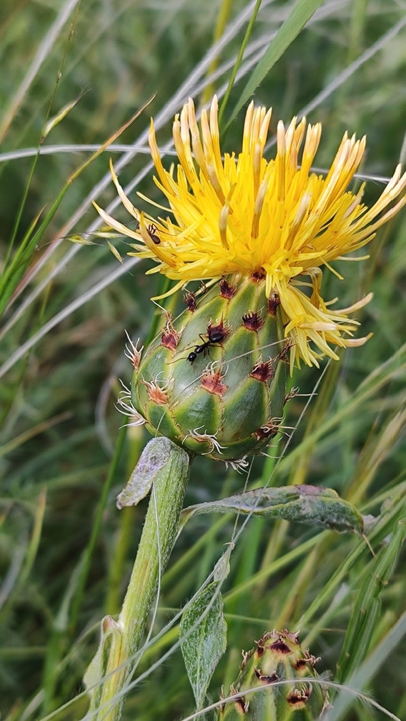 Centaurea spectabilis photo 8
